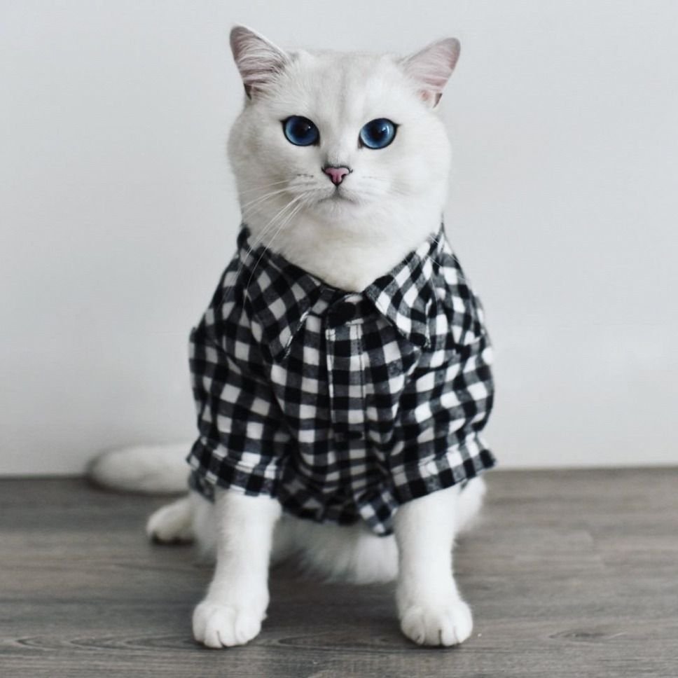 Котёнок Коби в шапочке