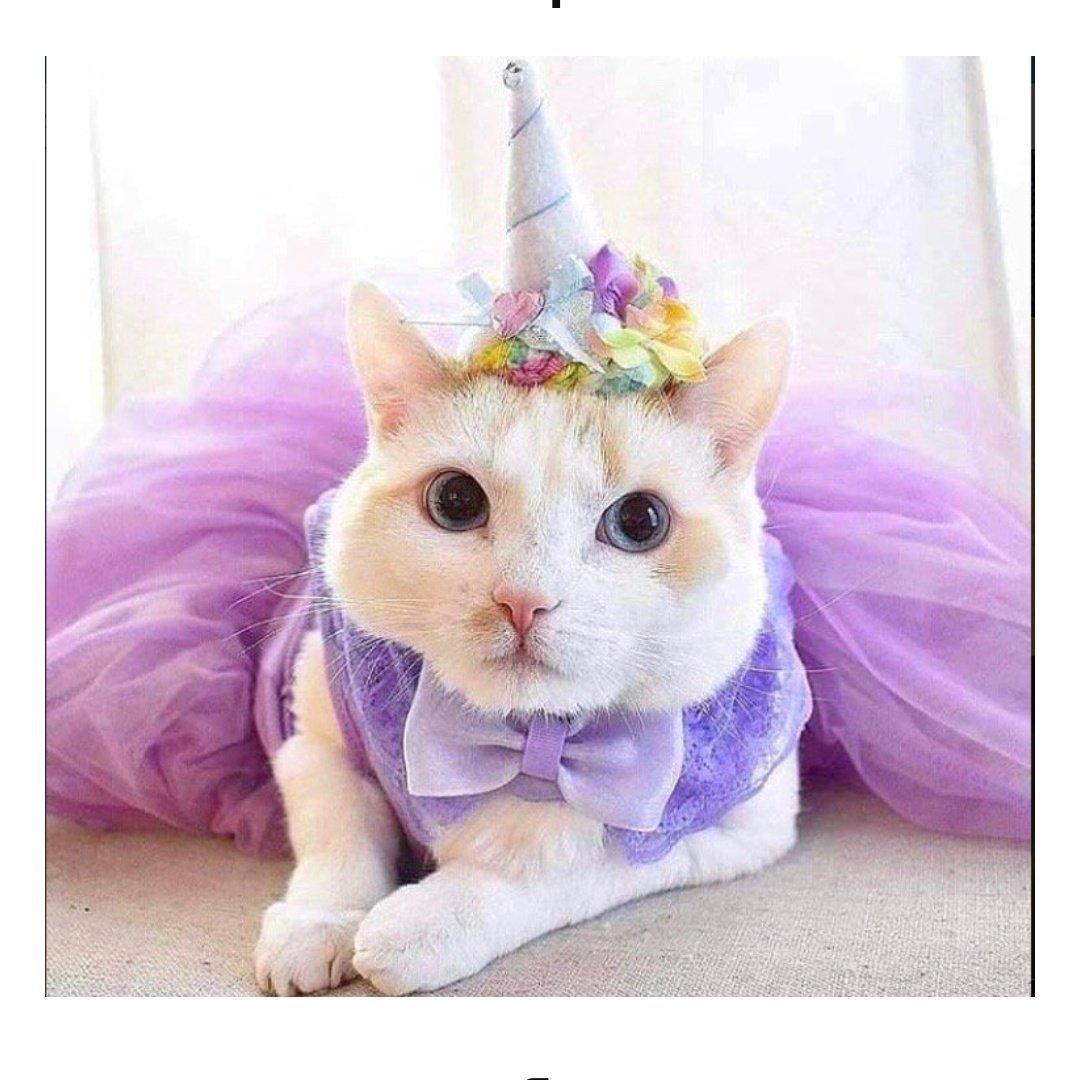 Кошка Единорог