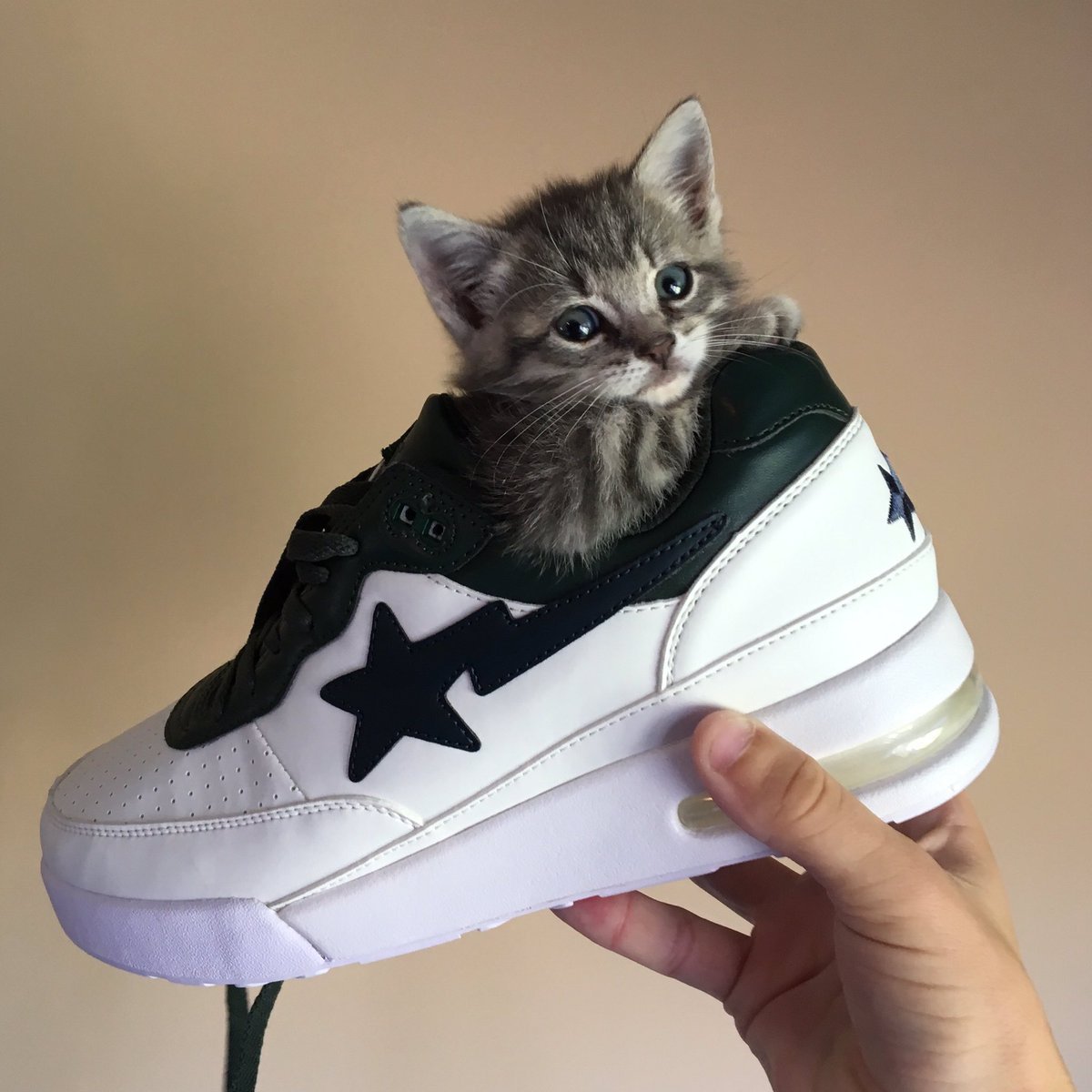 Модные котики