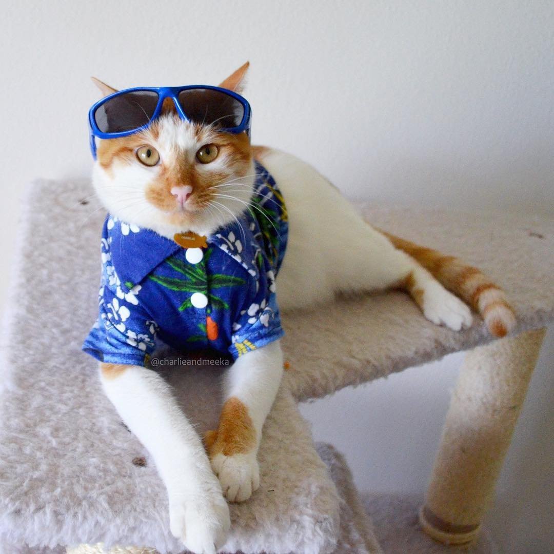 Красивый кот в одежде