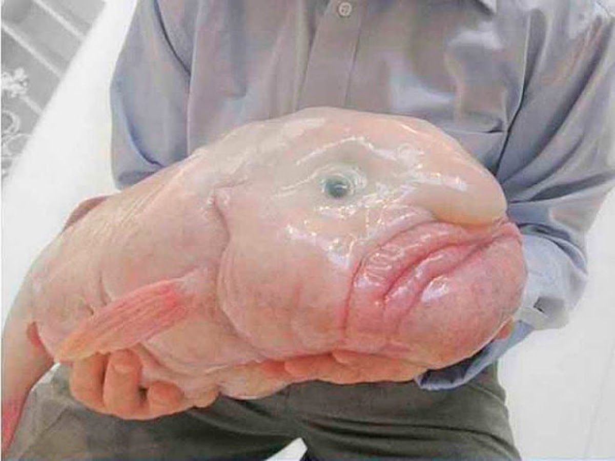 Рыба с человеческим лицом