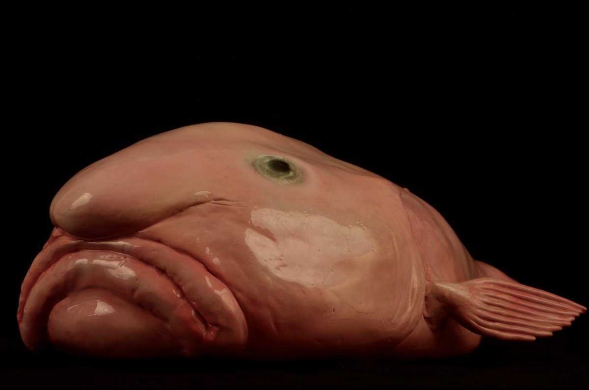 Рыба капля милая