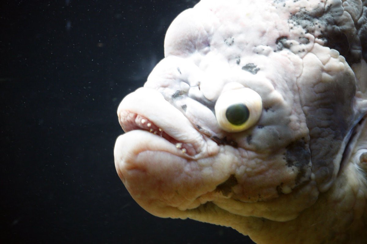 Рыба капля милая