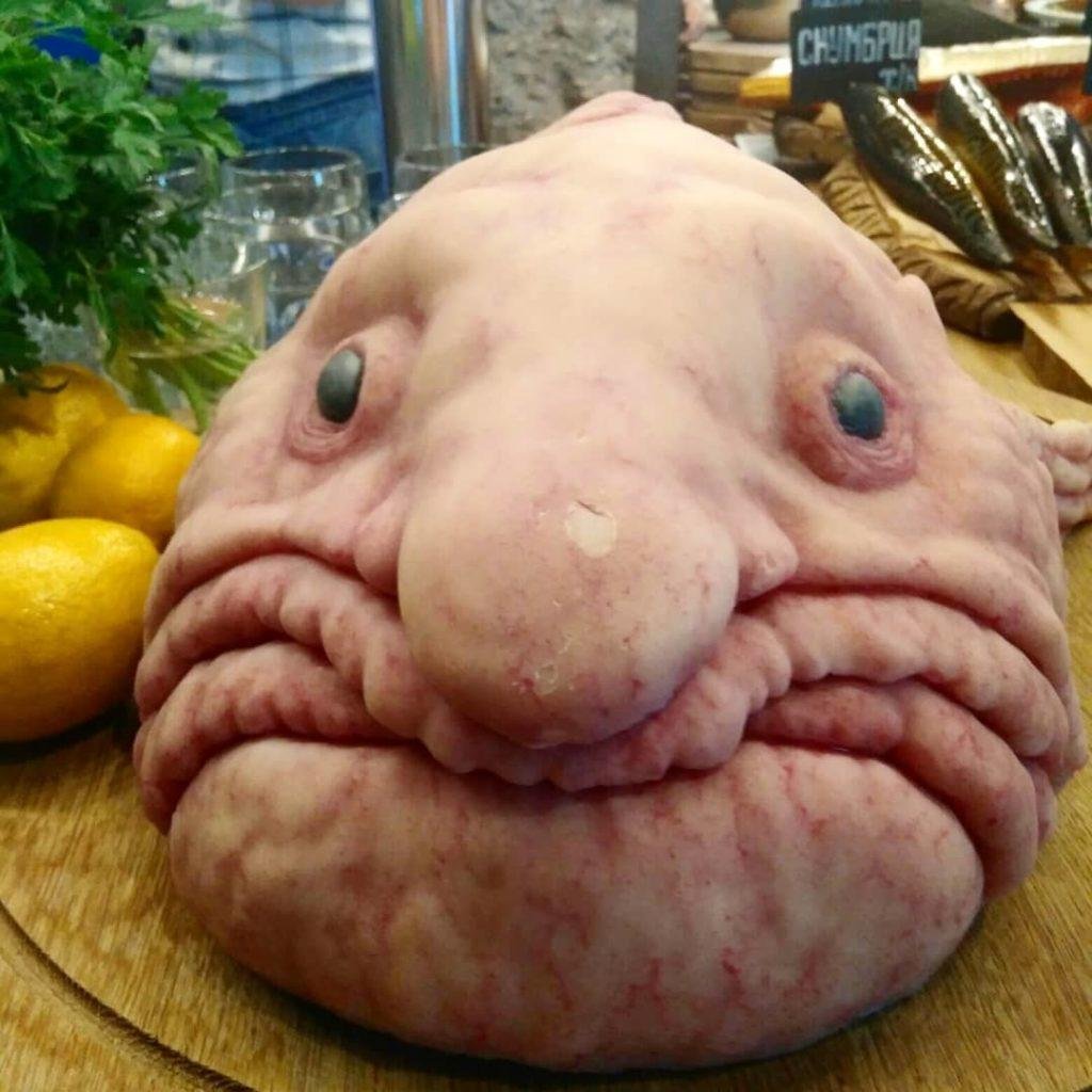 Глубоководная рыба psychrolutes marcidus