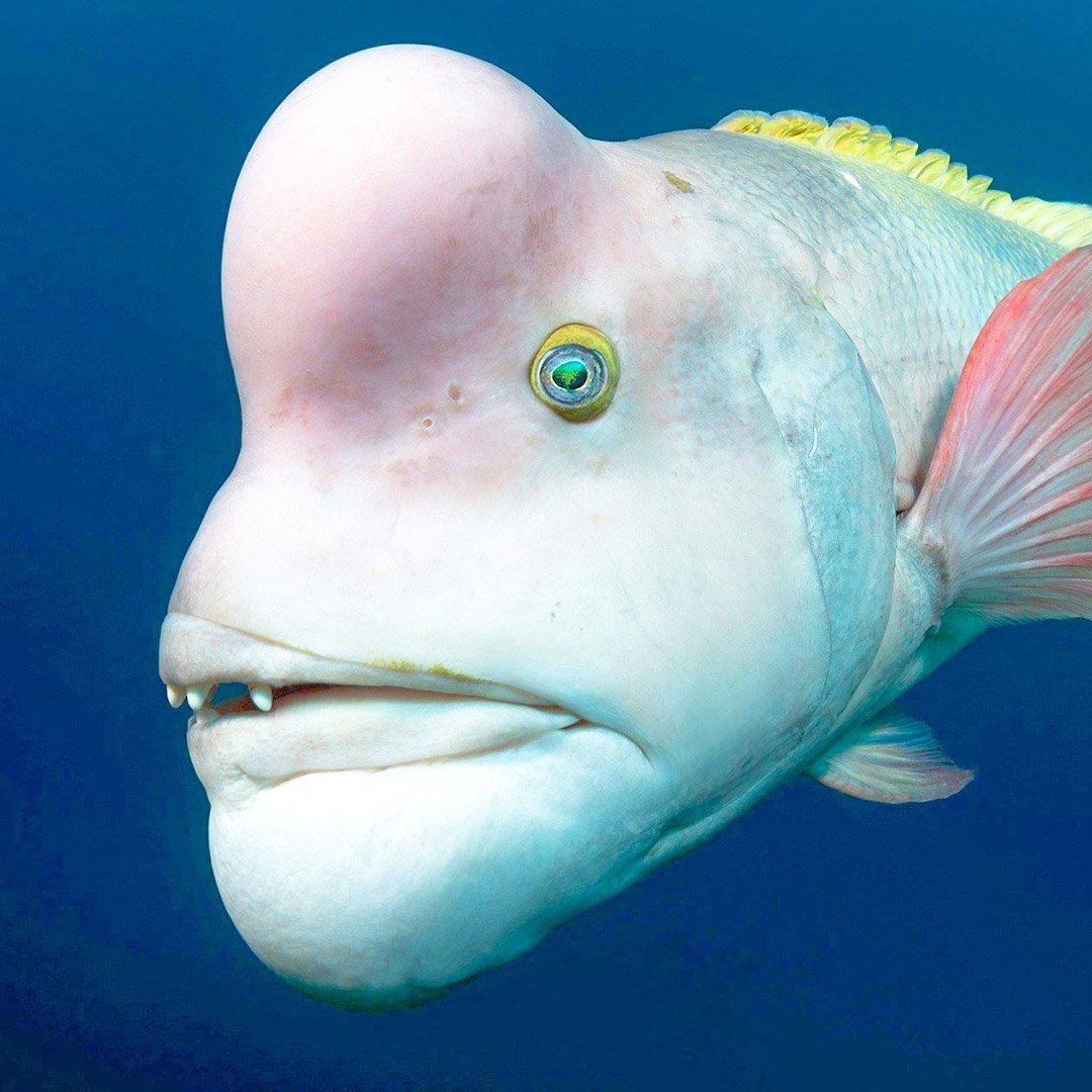 Глубоководная рыба psychrolutes marcidus