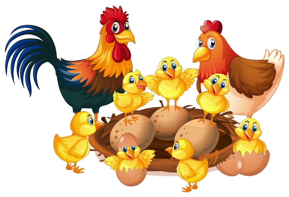 Петух курица цыпленок