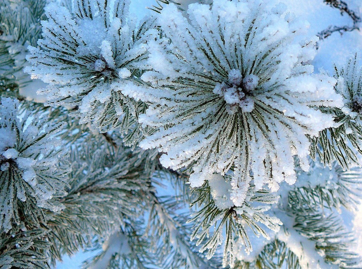 Снежные цветы