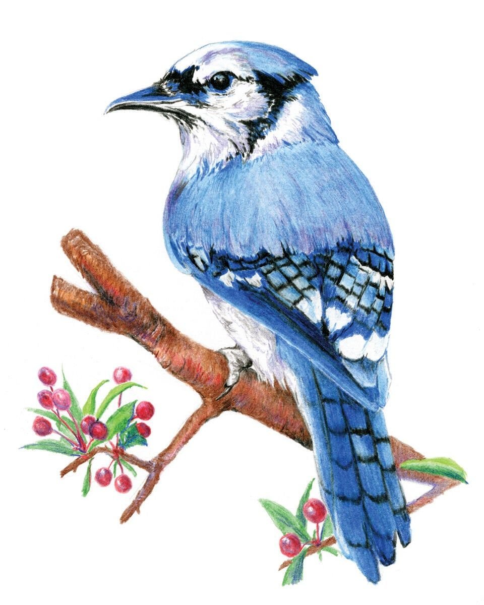 Птицы цветными карандашами