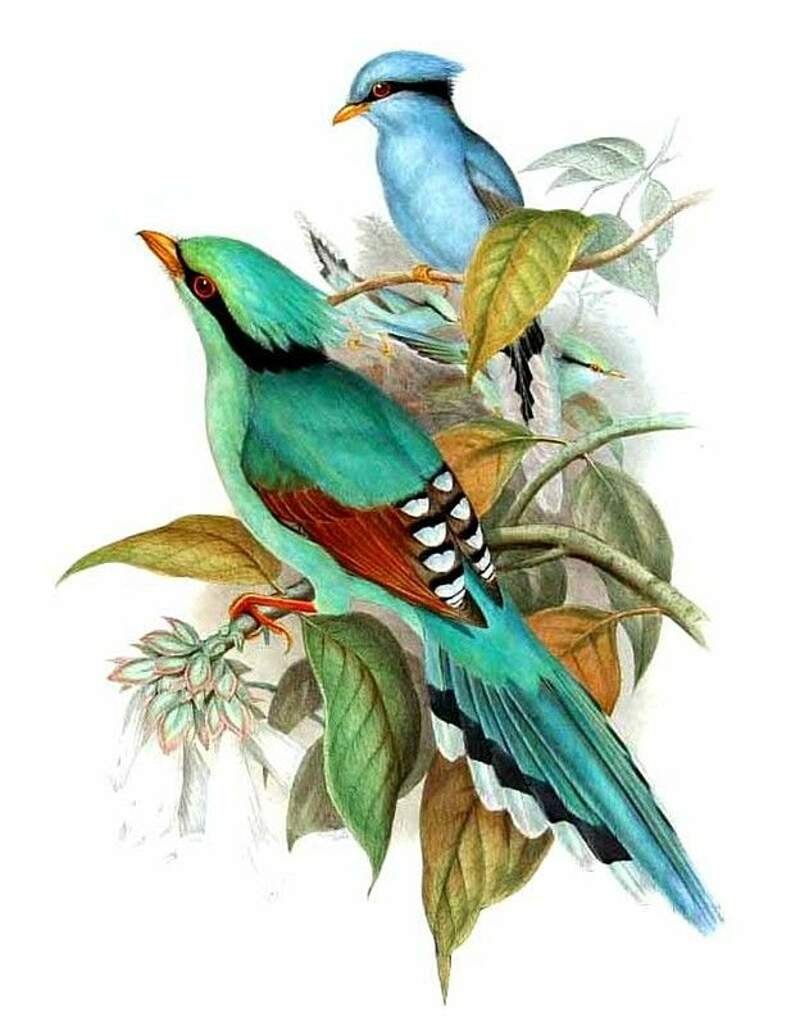 Красивая птичка рисунок