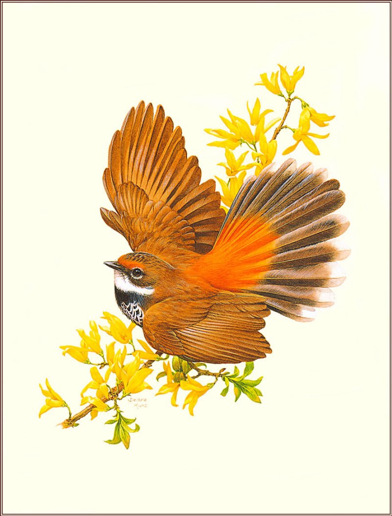 Нарисовать птицу