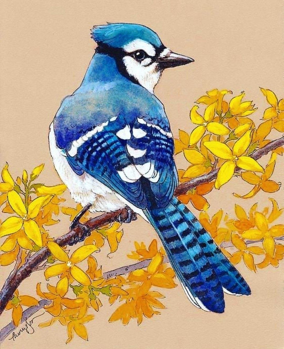 Голубая Сойка арт