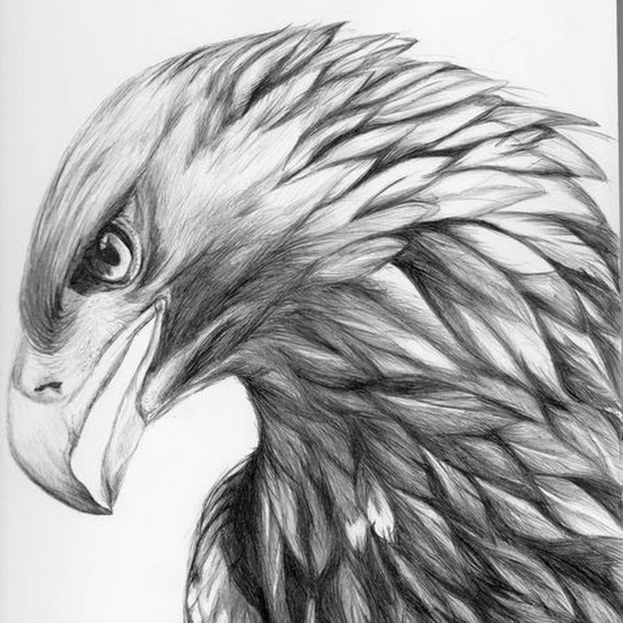 Орел зарисовка