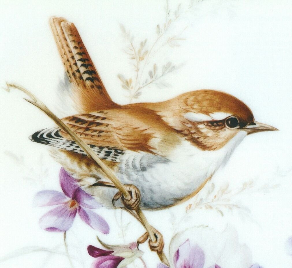 Птица рисунок