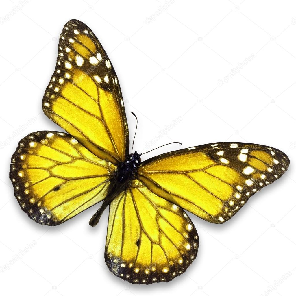 Желтая бабочка на белом фоне