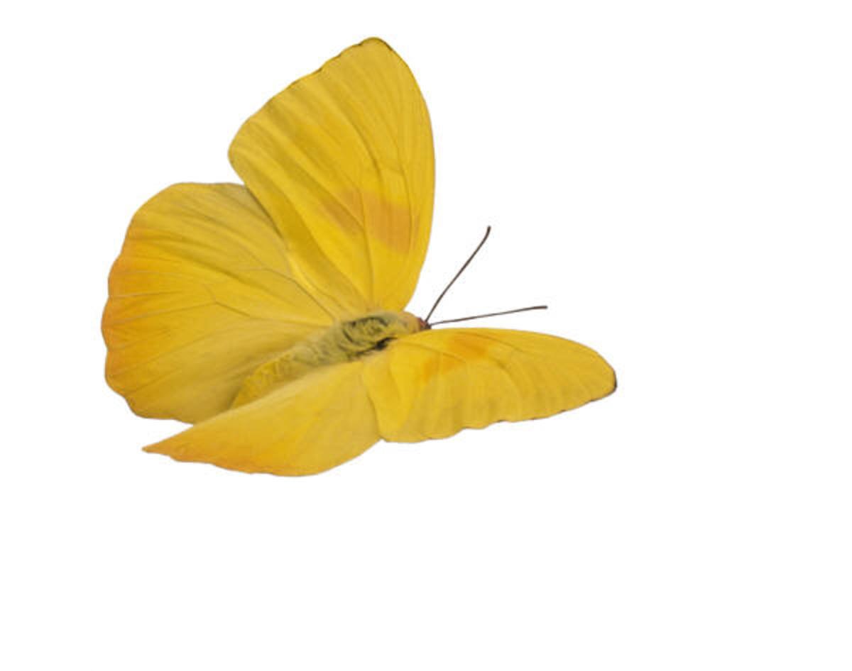 Бабочки желтые для печати