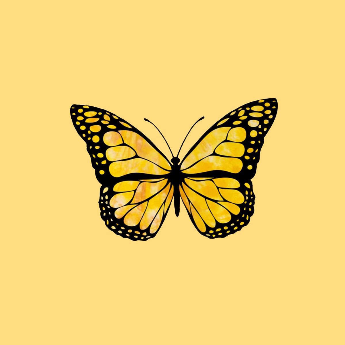 Бабочка желтая с черным