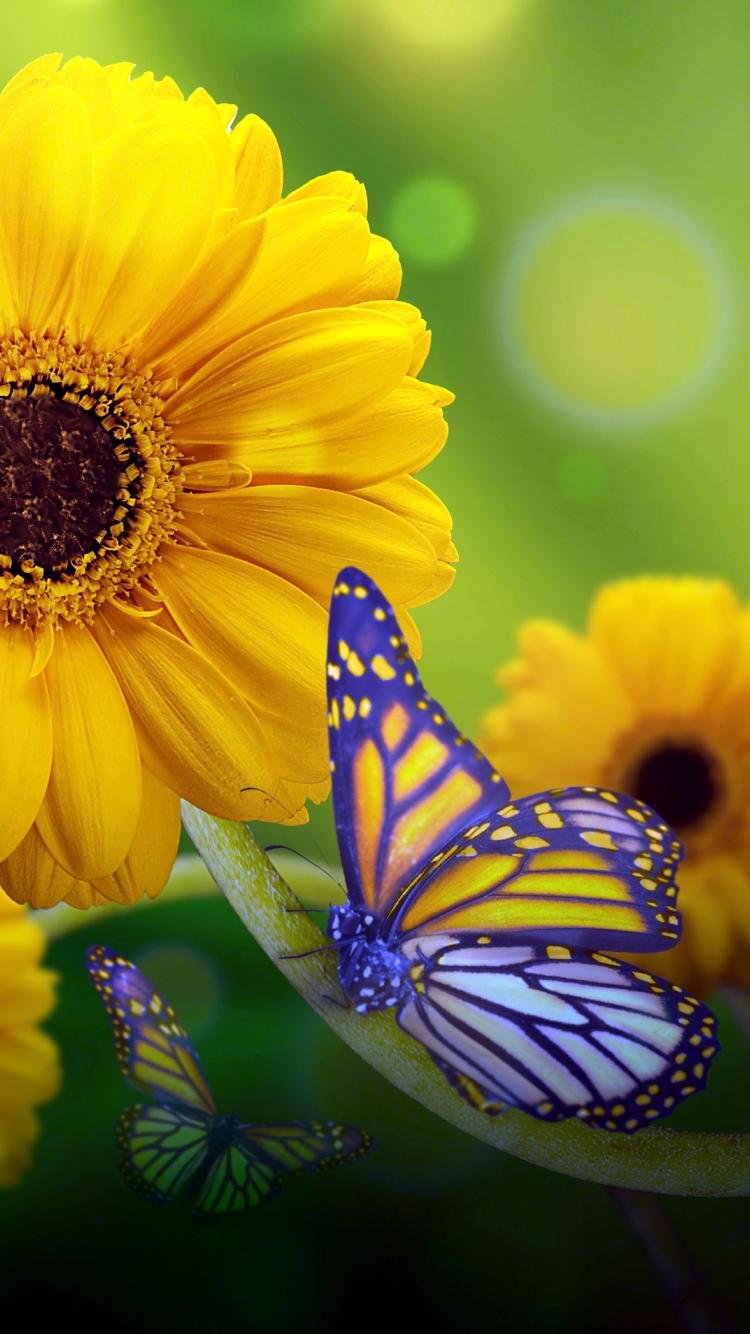 Синий и желтый