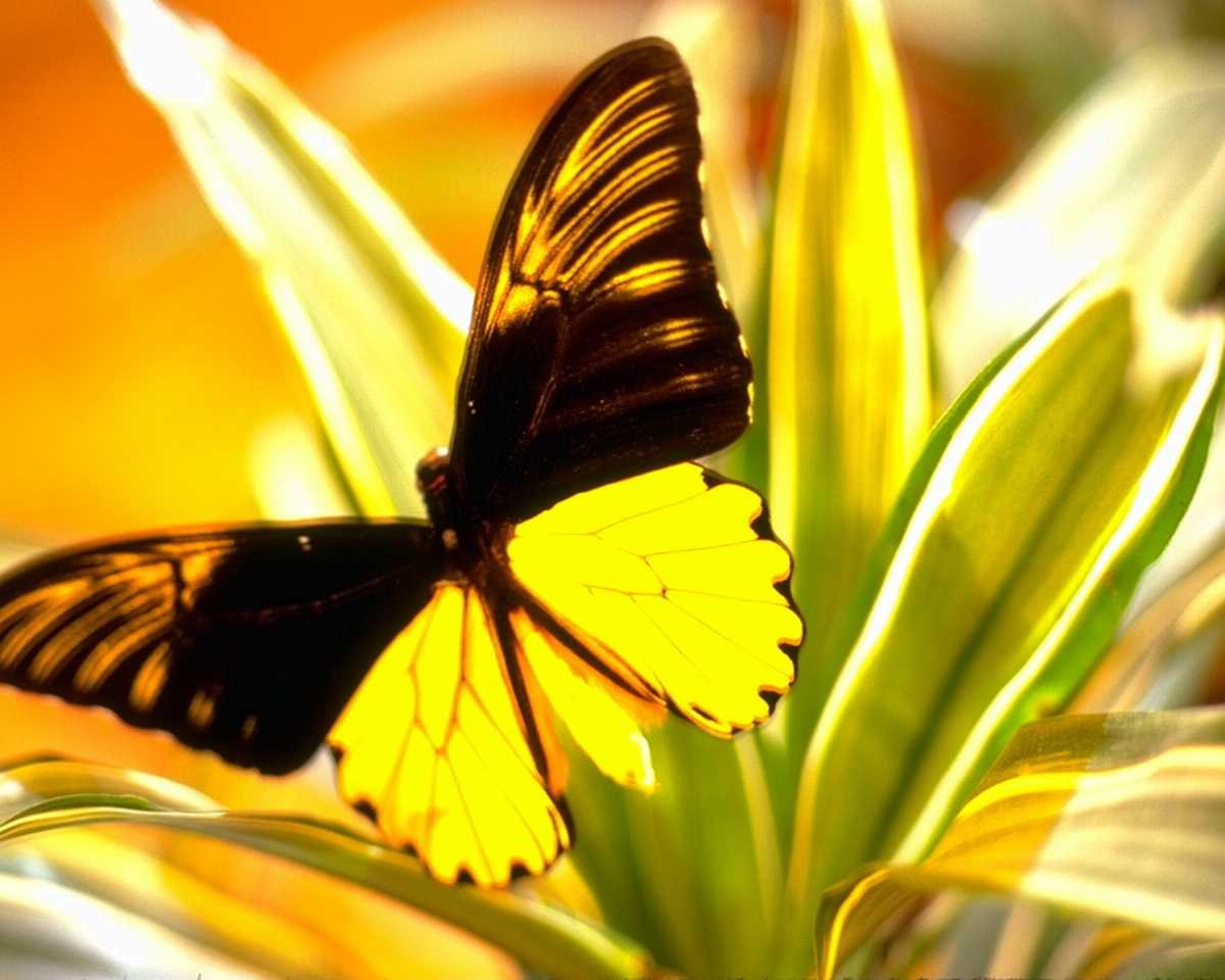 Жёлтая бабочка