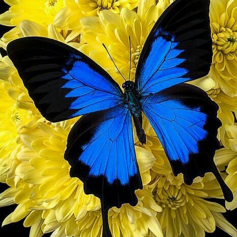 Бабочка желтого цвета