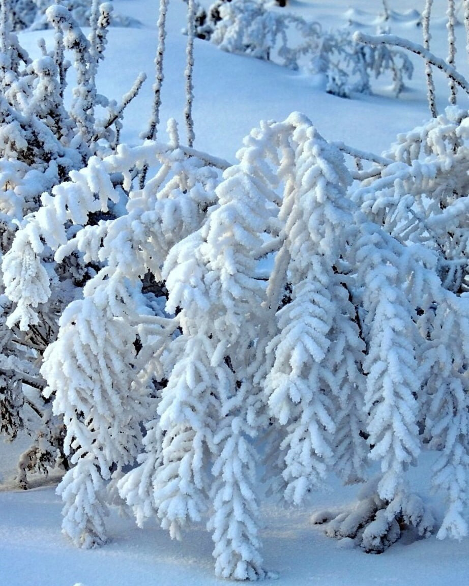 Кусты в снегу