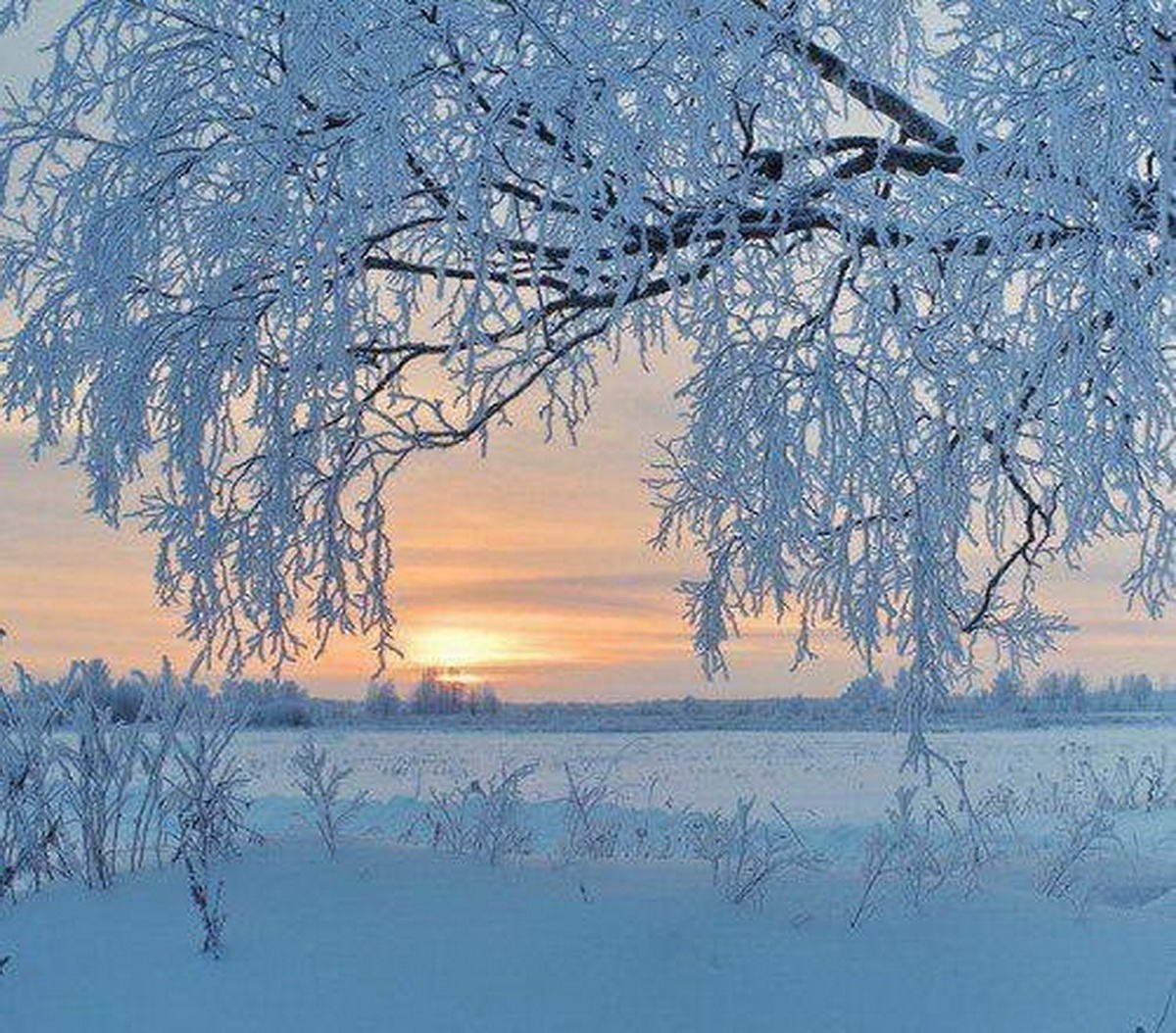 Зимнее утро березы