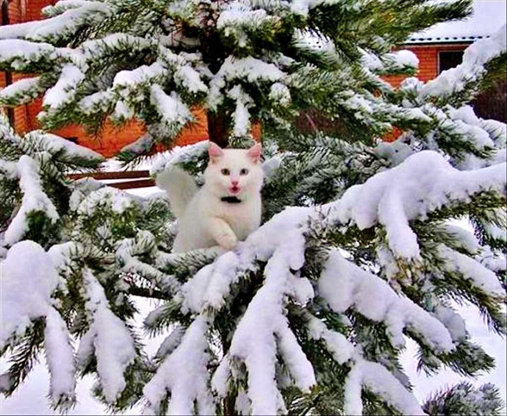 Кот снег елка