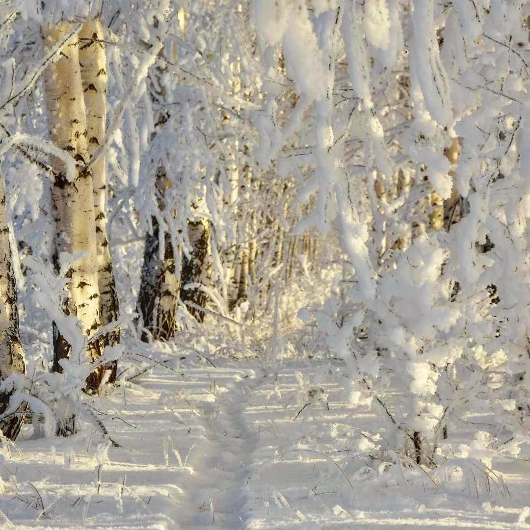 Белый лес зимой пушистый