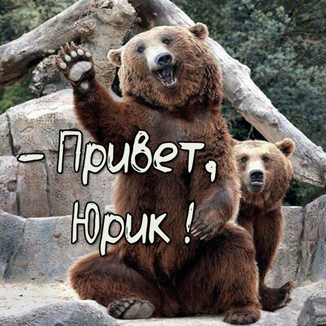 Добрый медведь