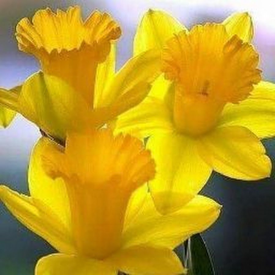 Добрый день солнышко моё