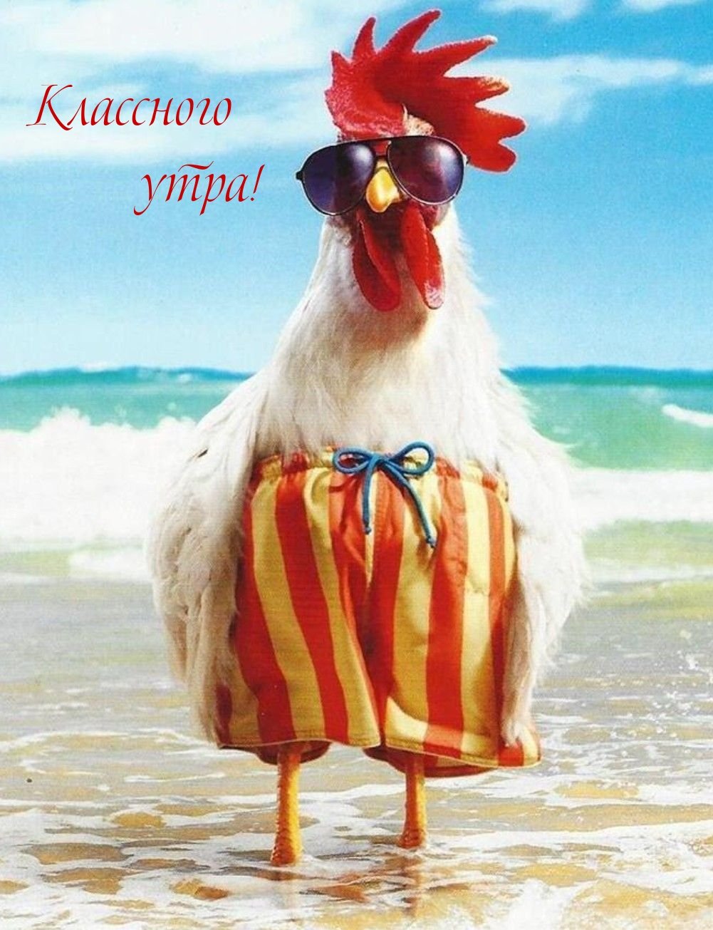 Куры демотиватор