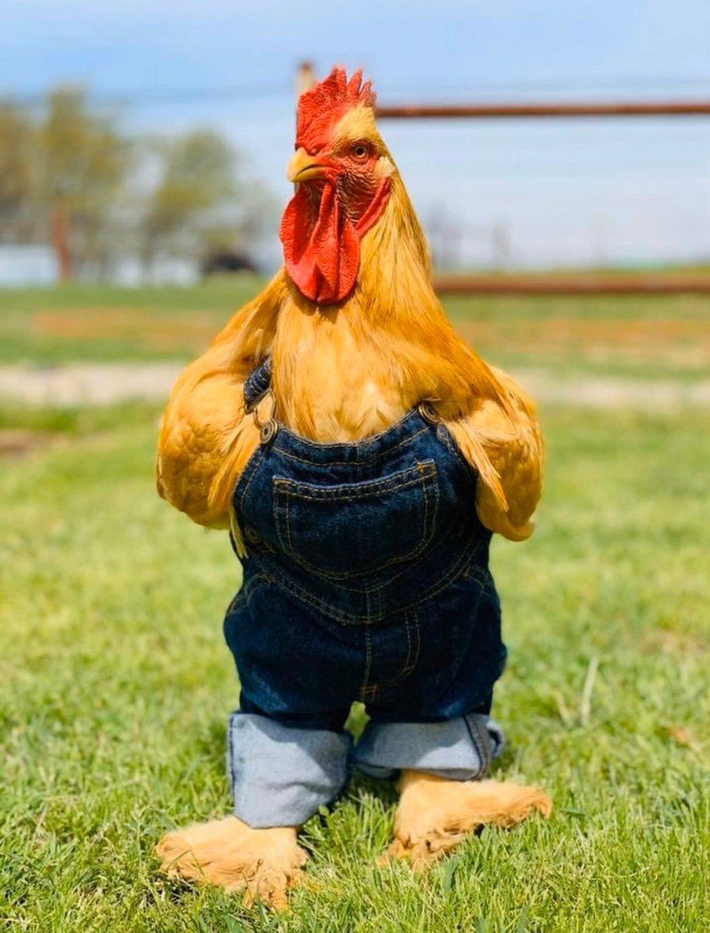 Гламурная Курочка