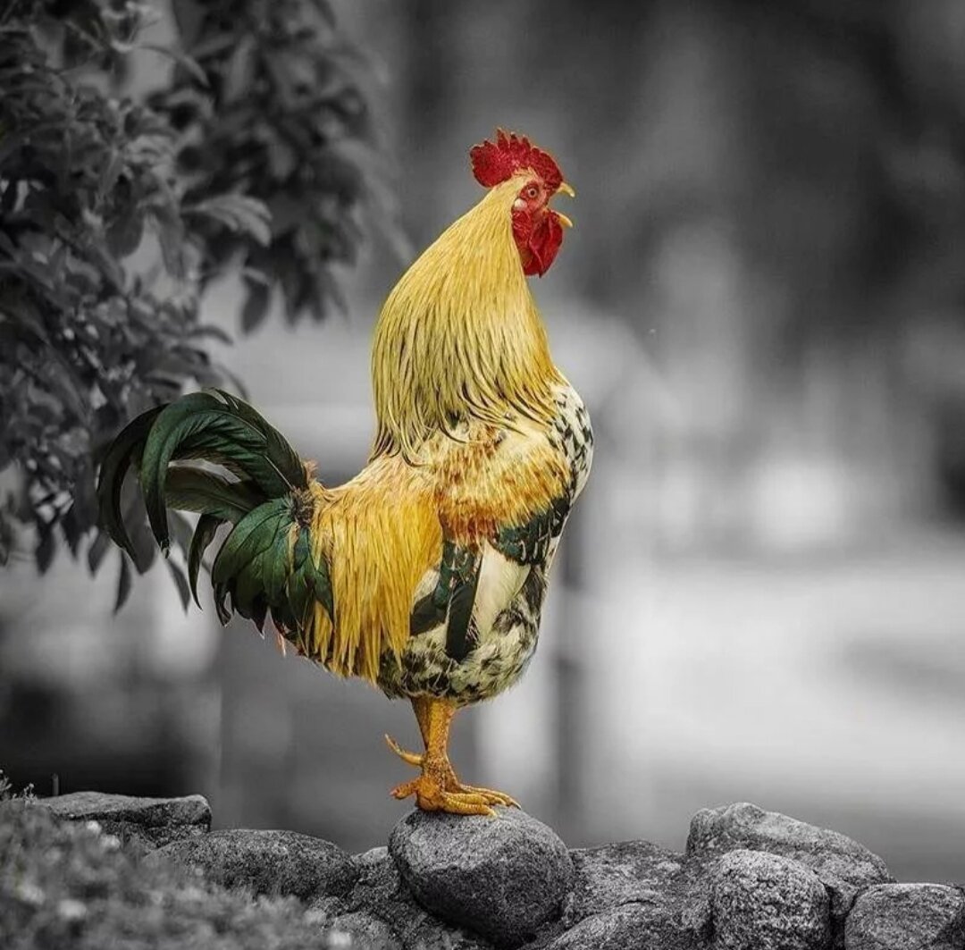 Домашние птицы