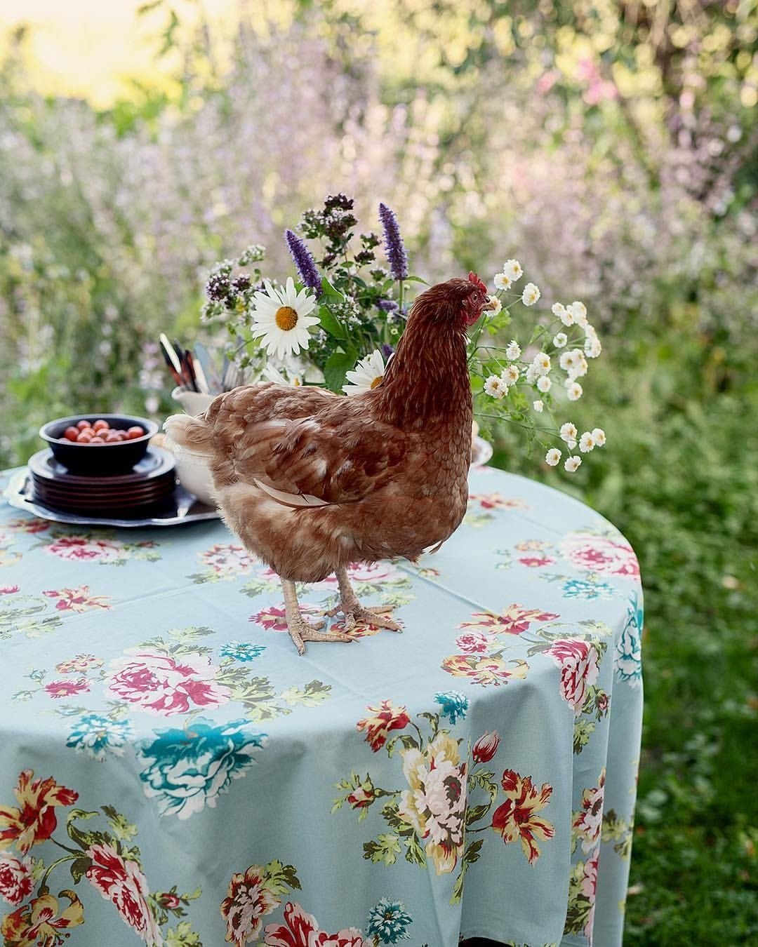 Веселые курочки