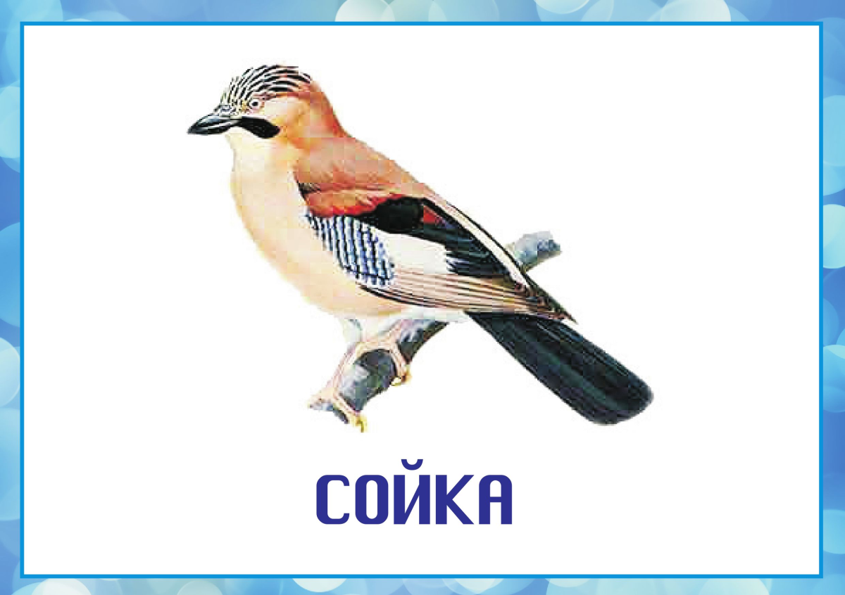 Зимующие птицы карточки для детей с названиями