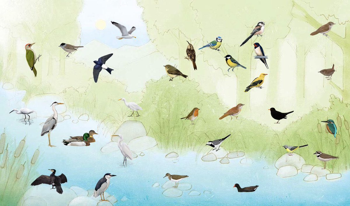 Разнообразие птиц