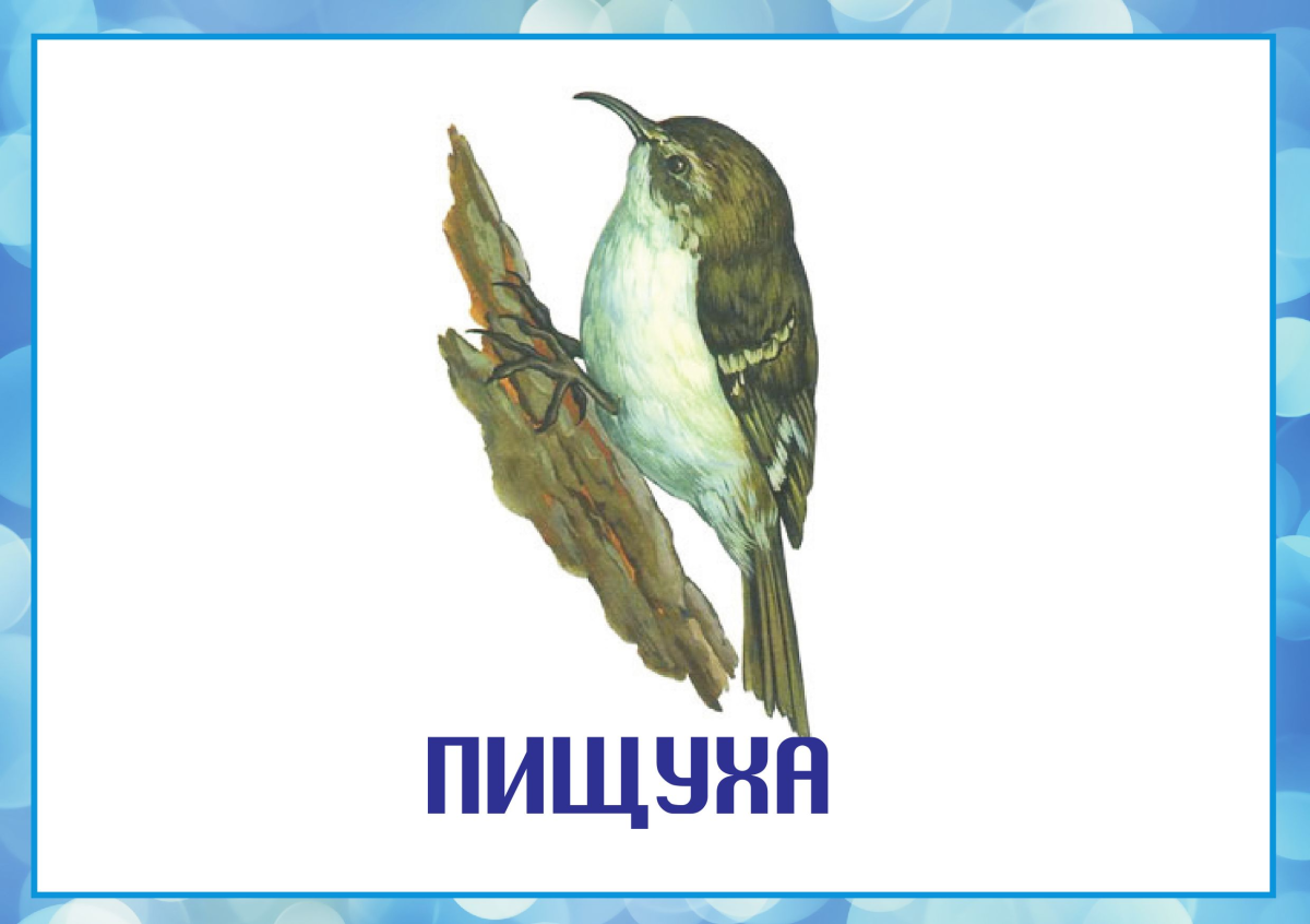 Зимующие птицы карточки для детей с названиями