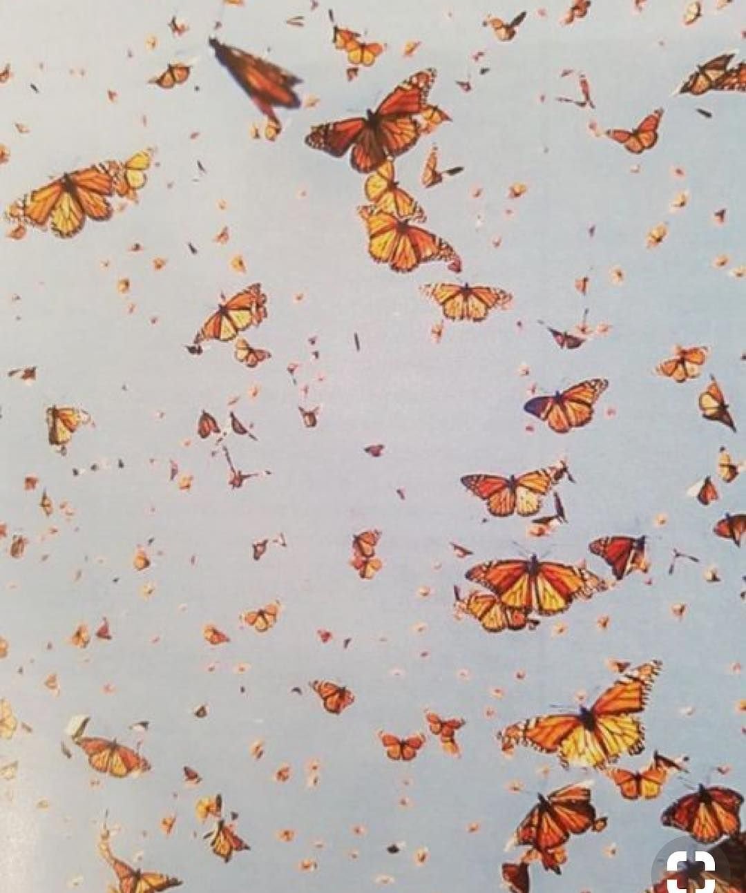 Оранжевые бабочки Эстетика