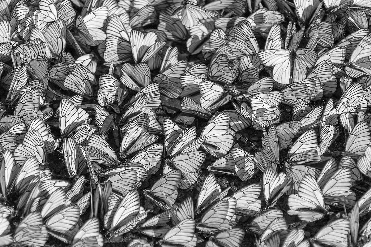 Бабочки черно белые много