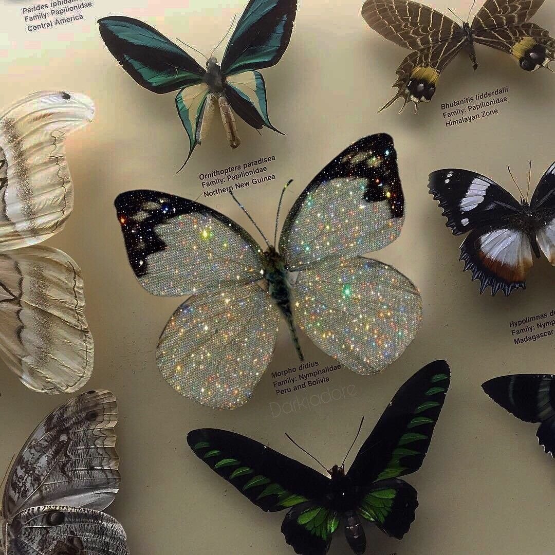 Множество бабочек