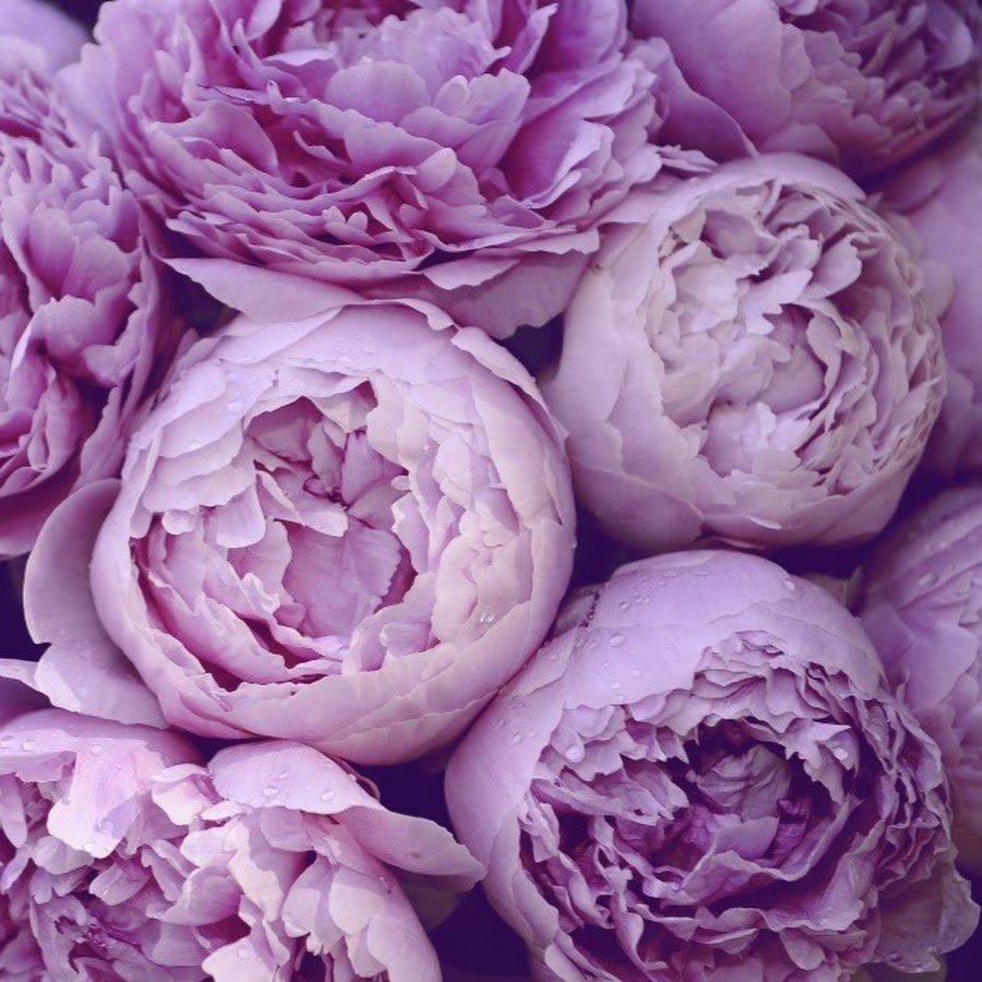 Пионовидная Лавандовая роза