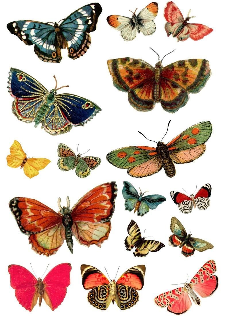 Бабочки для вырезания цветные