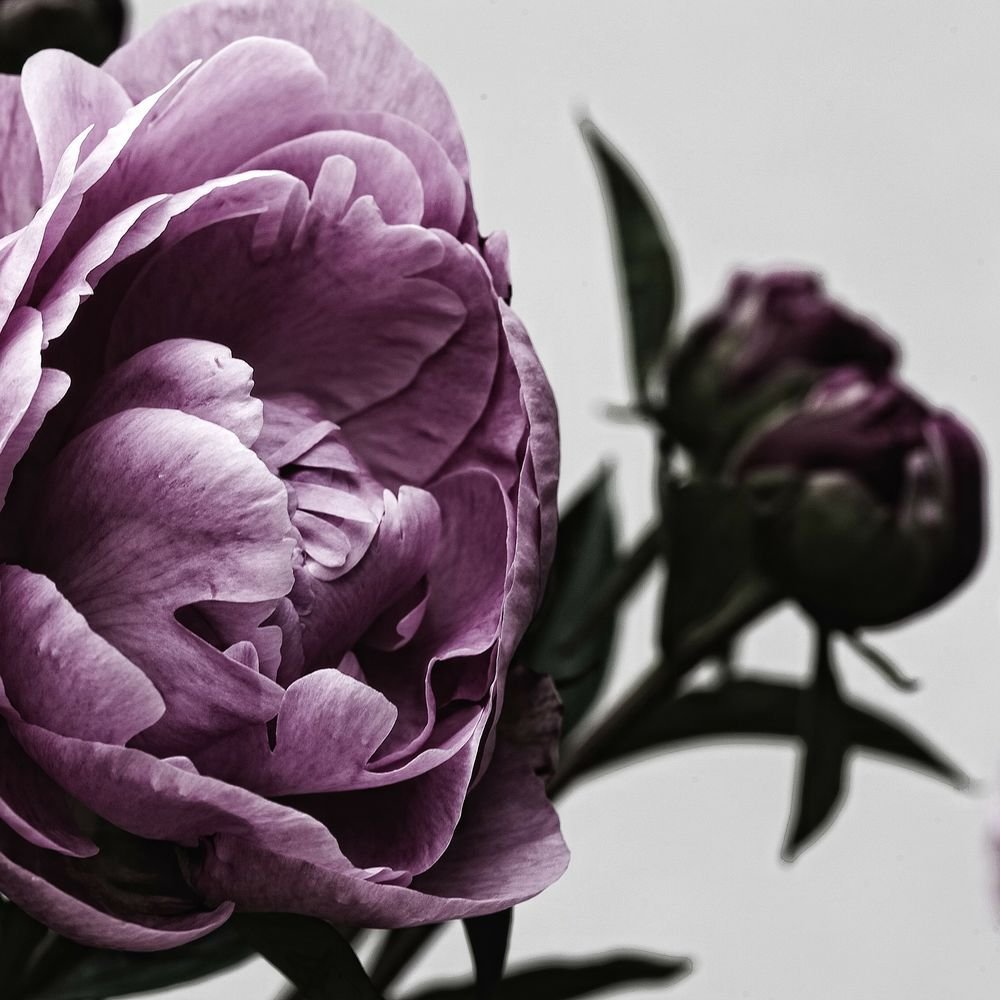 Фиалковые пионы