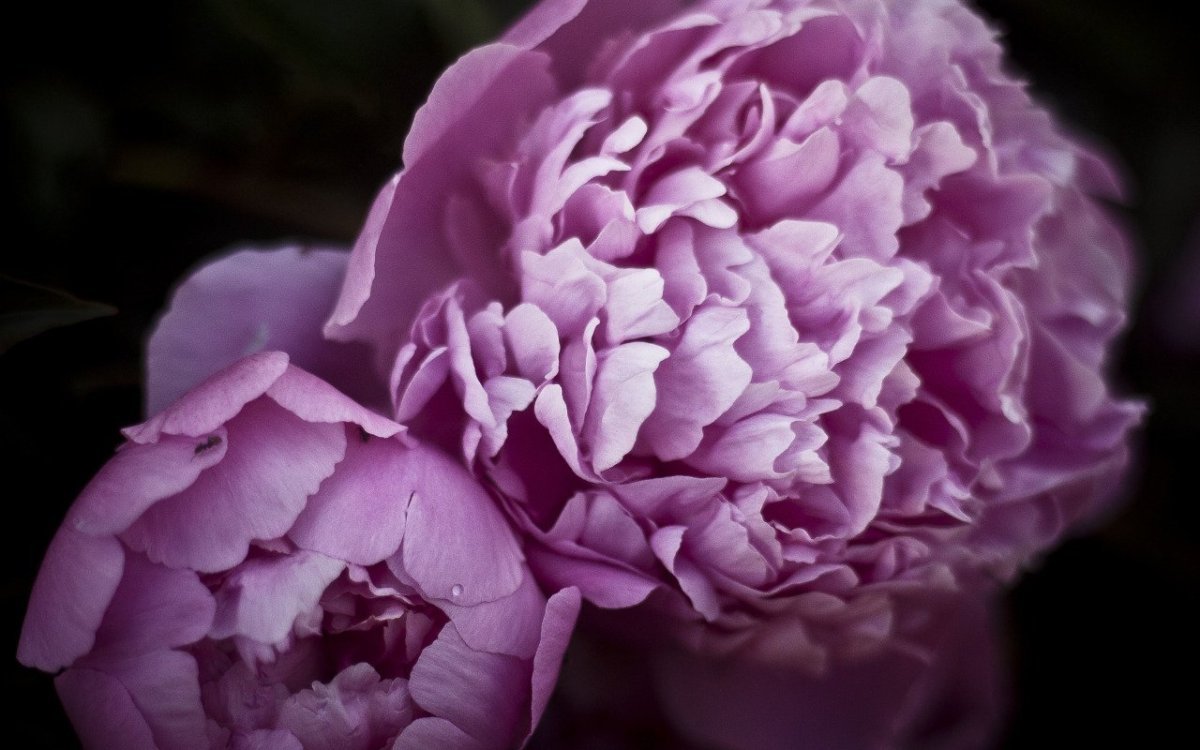 Лиловые пионы