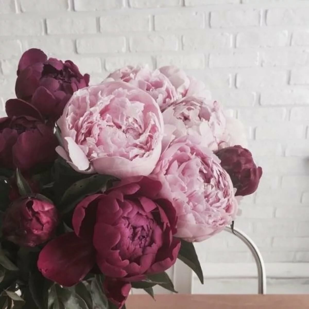 Пион Mattie LAFUSE