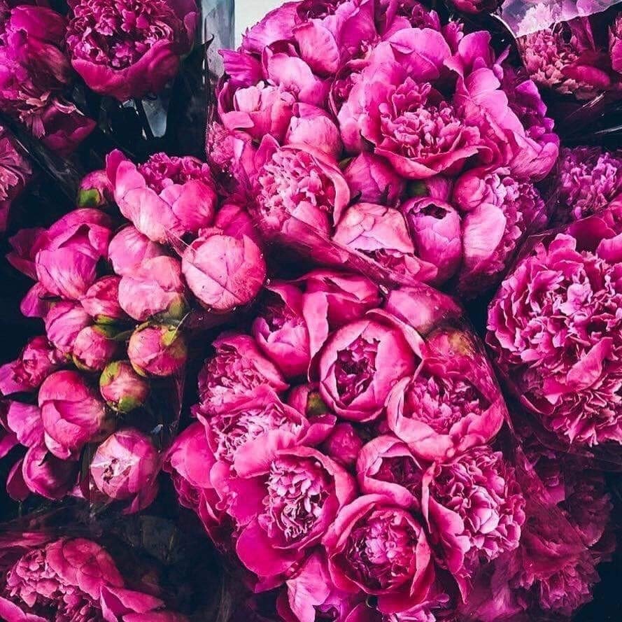 Пионы Бургундия