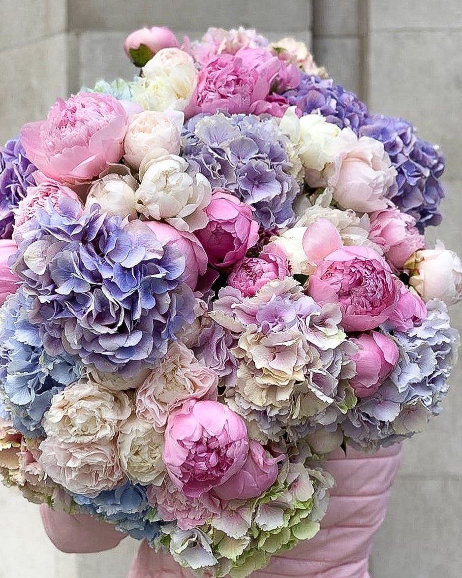 Фиолетовые пионы букет