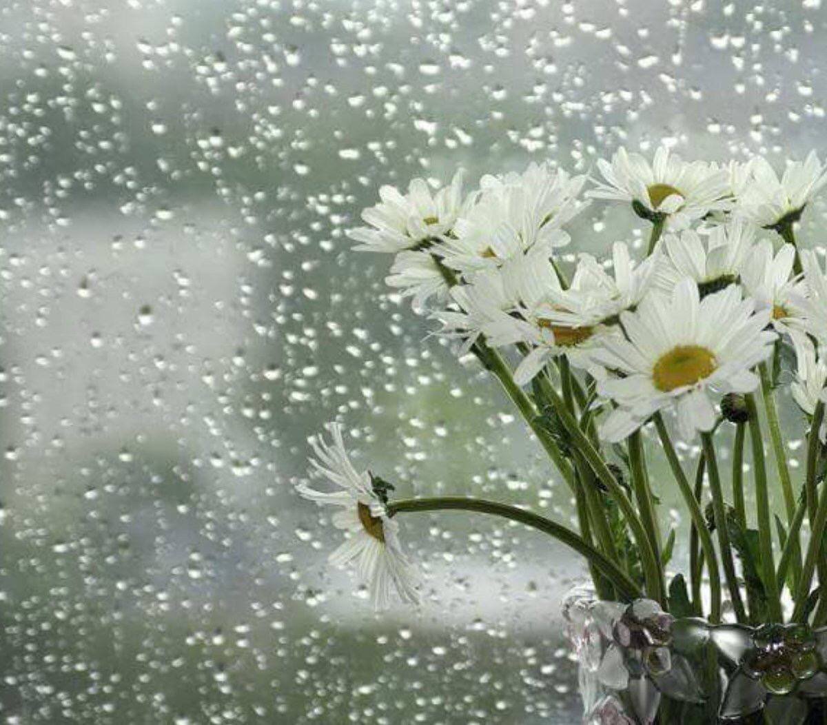 Цветы под дождем