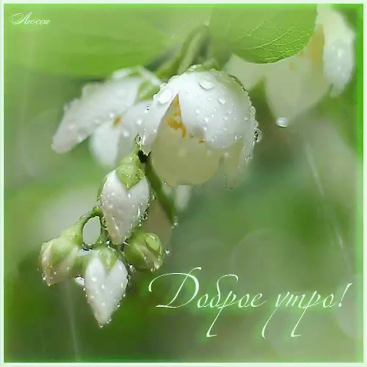 Весенние цветы на подоконнике