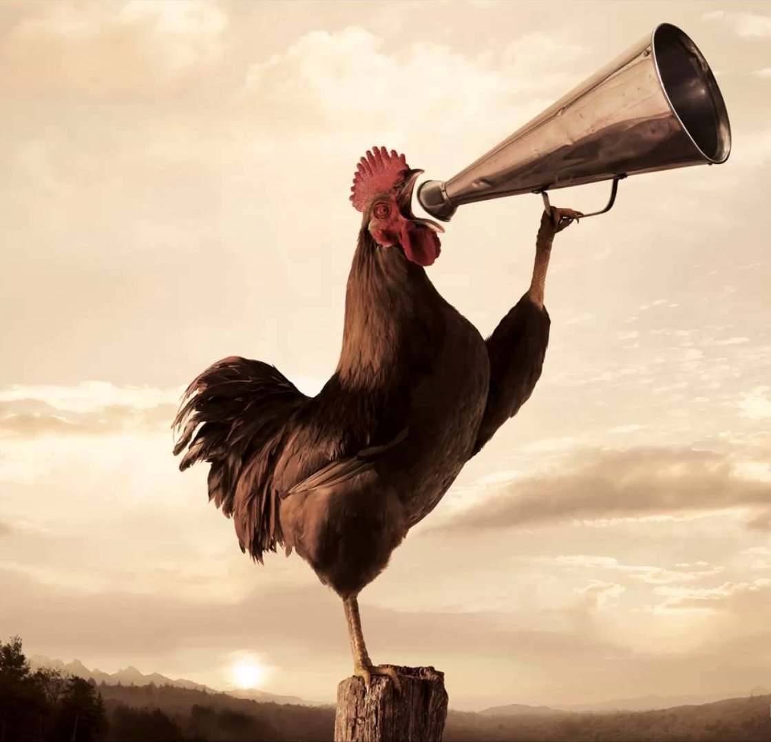 Админ петух