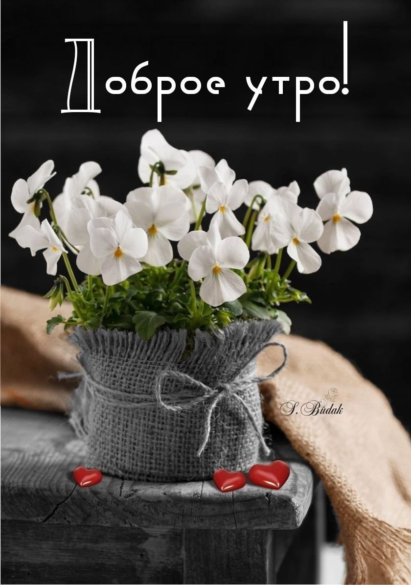 Стильные поздравления с добрым утром